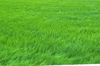 wind flowing green rice leaves