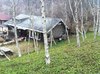 white birch house