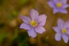 South Korea native flowers, kk