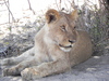 lion in botswana