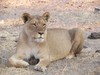 lion in botswana