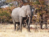 elephants in Botswana