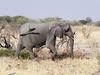elephants in Botswana