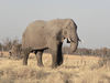 elephants in Botswana