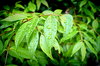 Leaves With Raindrops