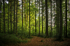 natural Bavarian forest