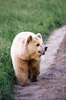 European Brown Bear