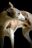 Greyhound