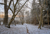 Footprints in the first Snow
