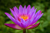 Waterlily - blue Lotus