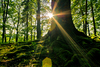 Natural Forest - Sunburst