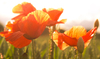 Poppies in bright Sunlight