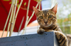 Bengal Cat