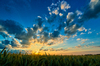 Summer Sunset