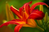 Red Day Lily