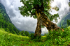 Old Maple Tree
