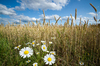 Chamomile on the Edge of Wheat