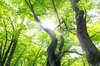 Green Trees looking up