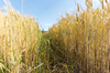 Wheat moving in the Wind