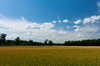 Fields and blue Sky