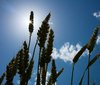 Ripe Wheat low POV