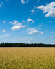 Wheat Field and blue Sky