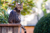Bengal Cat in the Garden