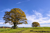 Oak Trees in Field