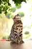 Cat sitting on Table