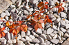 Virginia Creeper in Fall