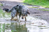 Australian Shepherd