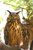 Couple of Eagle Owls