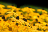 Bees on Coneflowers
