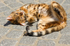 Kitten lying playful on Floor