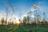 Sunset in young Birch Tree For