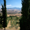 View framed by Cypress Trees -