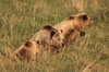 Three Brown Bears in Meadow