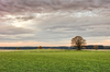 Oak Trees in Fields - Autumn