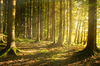 Sunburst in natural Spruce For