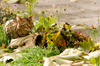 Bengal Cat on the Watch