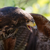Angry looking Falcon