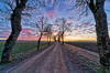 Dirt Road with Maple Trees in 