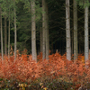 Young Beech Trees growing unde