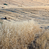 Harvested Field with Straw Bal