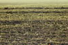 Sprouting Winter Wheat