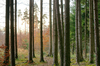 Spruce and Scots Pine Tree For