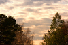 Trees at Sunset