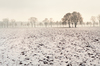 Trees in Foggy Winter Landscap
