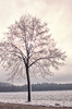 Icy Linden Tree