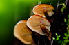 Mushrooms